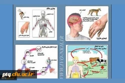 بیماریهای مشترک انسان و دام شماره 1 تب مالت
