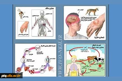 بیماریهای مشترک انسان و دام شماره 1 تب مالت