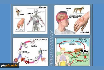 بیماری های مشترک انسان و دام 3 کزاز