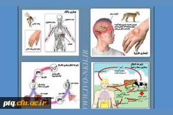 بیماری های مشترک انسان و دام 7( تب کریمه کنگو) 2