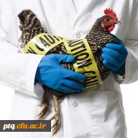 بیماریهای مشترک انسان و دام (شماره 9 _ آنفولانزای پرندگان) 2
