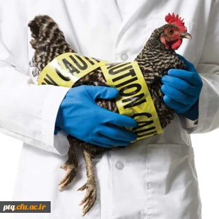 بیماریهای مشترک انسان و دام (شماره 9 _ آنفولانزای پرندگان)