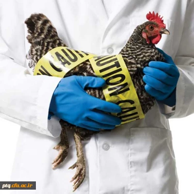 بیماریهای مشترک انسان و دام (شماره 9 _ آنفولانزای پرندگان)